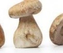 BOLETUS EDULIS (IVA 4%)